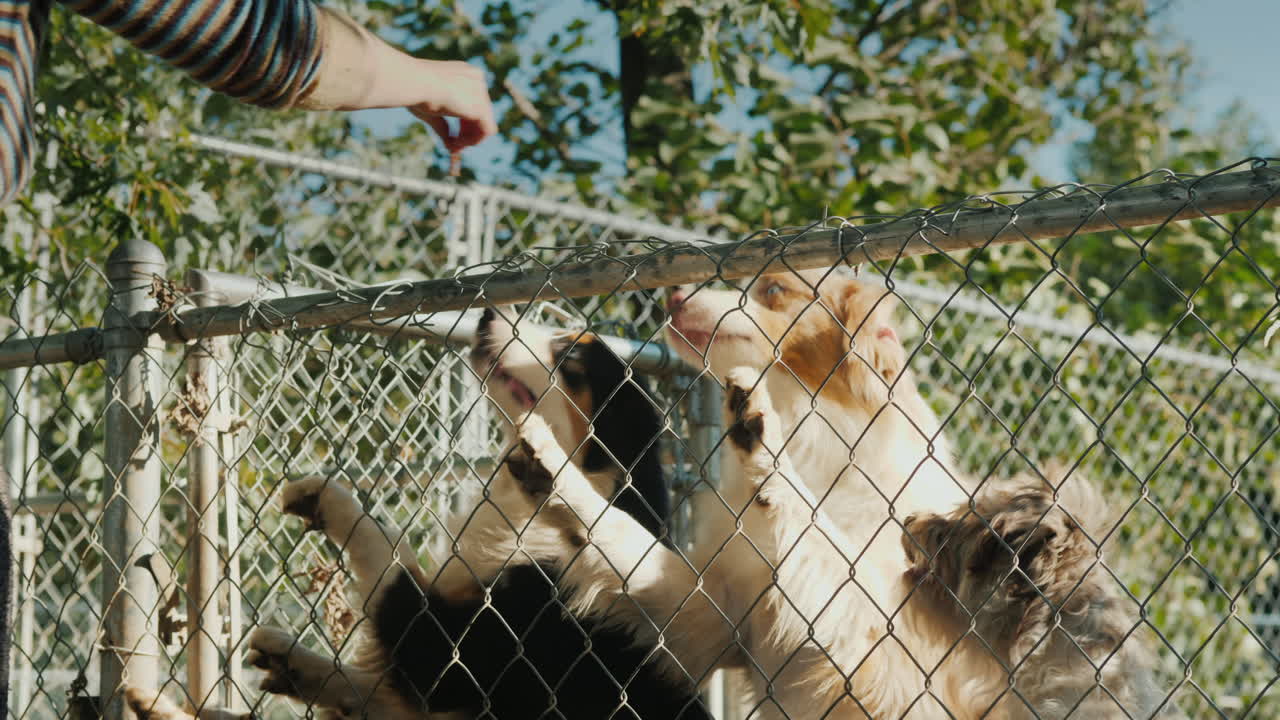 펜으로 개에게 간식 주기