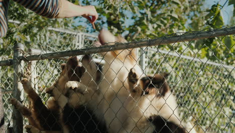 Dar-Golosinas-A-Perros-En-Un-Corral