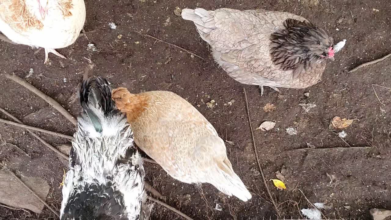 방목 농장에서 야생 유기농 닭을 내려다보고 있습니다.