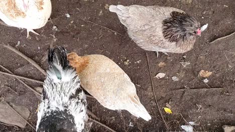 looking down on wild organic chicken in a free range farm