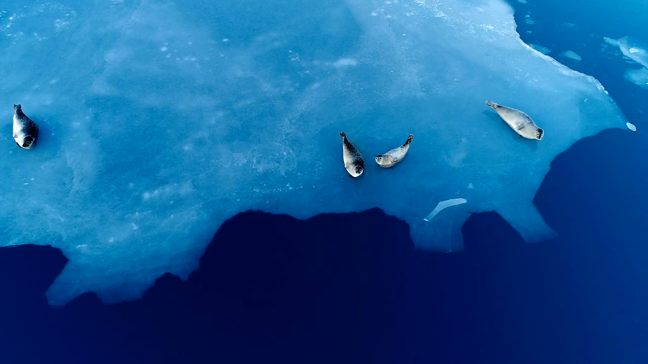 아이슬란드의 하 얼음 에 있는 해파리 위의 환상적인 공중 풍경 - 해파리들은 푸른 바다 에 있습니다.