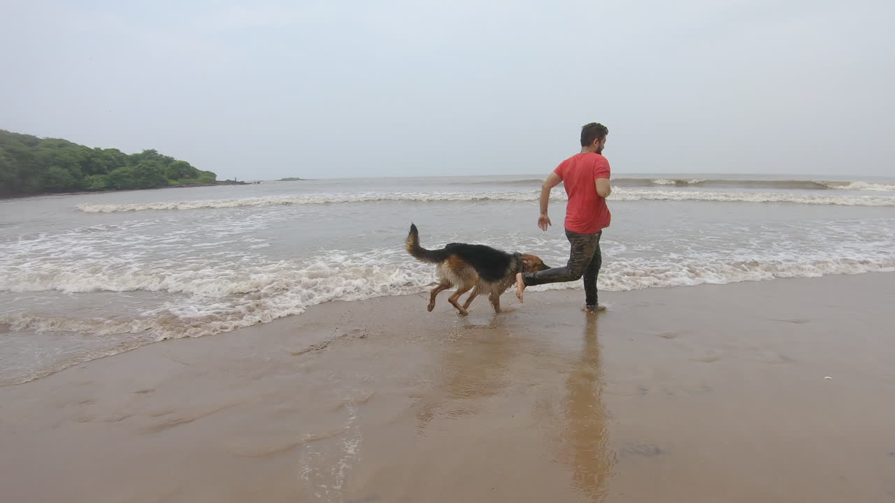 l'amicizia dei cani e dei loro padroni che corrono allegri sulla spiaggia