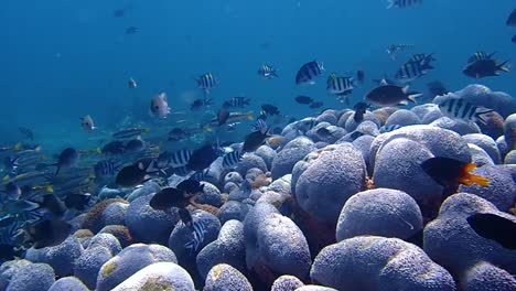 coral reef filled with reef fish of different species