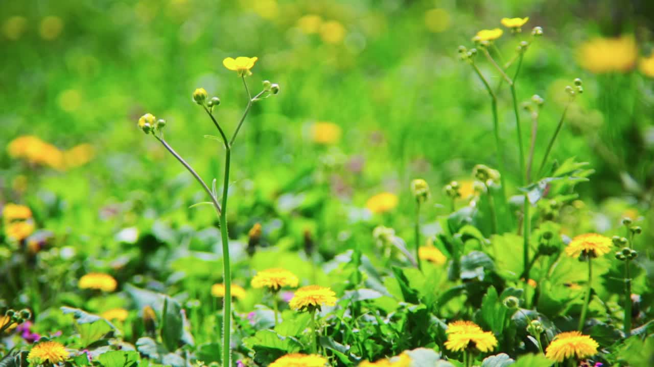 un campo de flores silvestres amarillas