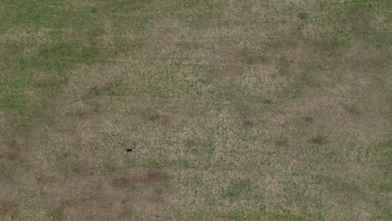 Aerial top down view of boarder collie chasing frisbee on grass field