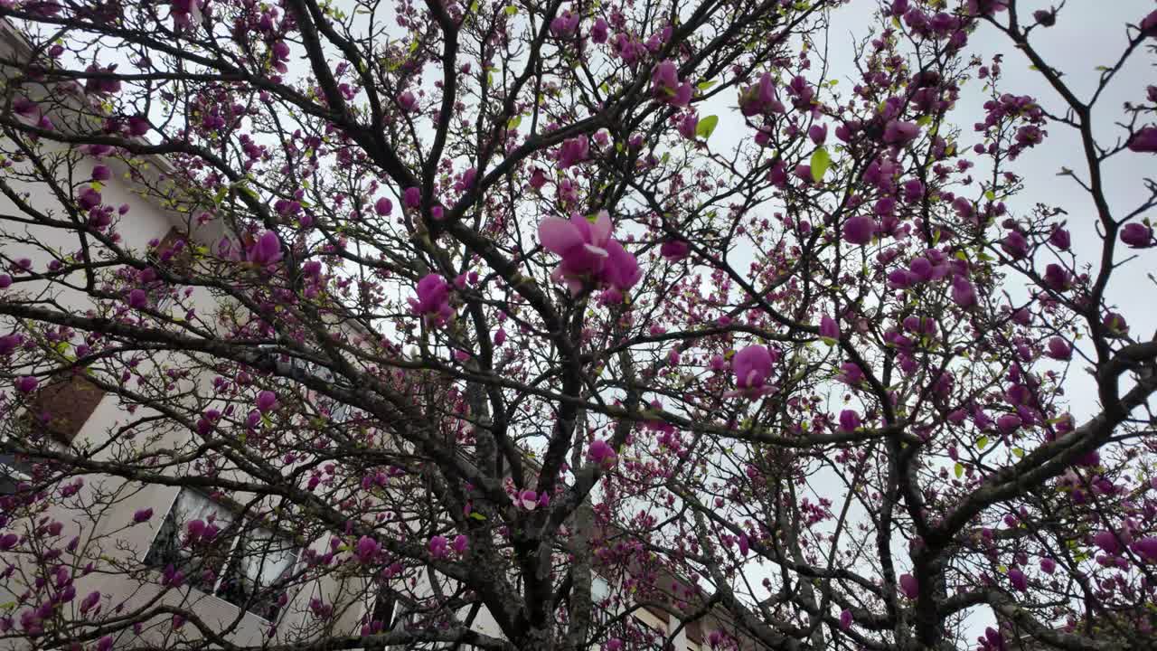 Blooming tree with pink and purple flowers in spring