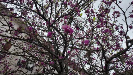 blooming tree with pink and purple flowers in spring