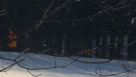 árbol-De-Invierno.-Hoja-Seca-Sobre-Ramas-Desnudas-De-árboles-En-El-Bosque-De-Invierno.-Ramitas-De-Arbol