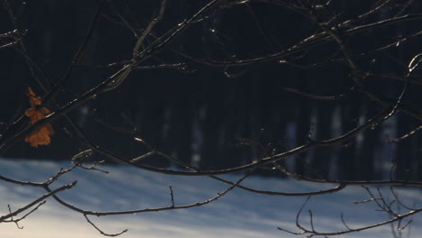 árbol de invierno. hoja seca sobre ramas desnudas de árboles en el bosque de invierno. ramitas de arbol