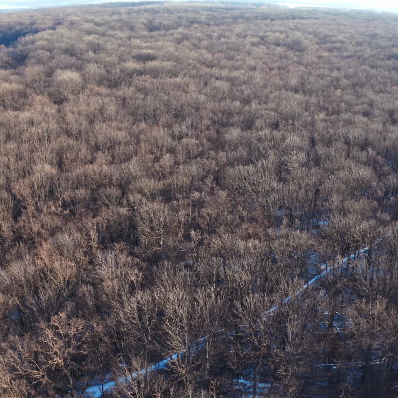 Winter forest from above