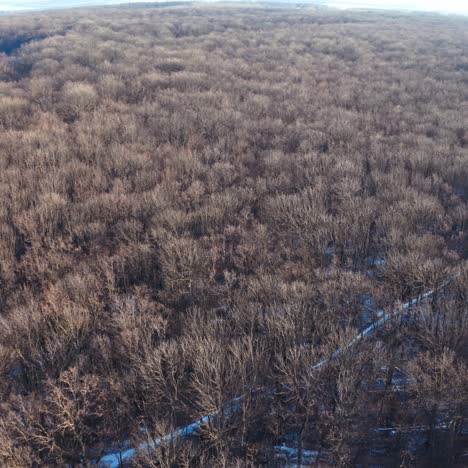 winter forest from above