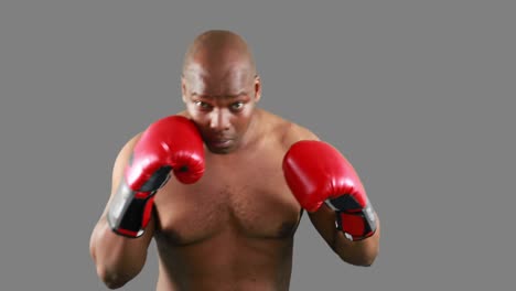 agressive boxer posing for camera