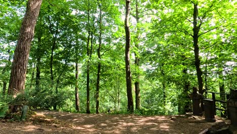 scenic forest path with wooden sculptures