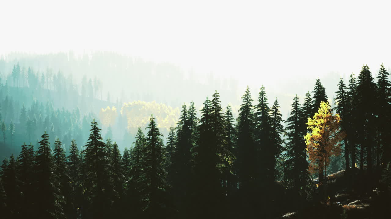 Majestic trees rise high under the soft light of an autumn morning haze