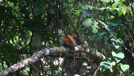 Grey-bellied-Squirrel-Callosciurus-caniceps-seen-resting-on-its-own-tail-as-cushion-on-a-hard-branch-in-the-forest-then-suddenly-turns-around-to-continue-sleeping-in-Khao-Yai-National-Park,-Thailand