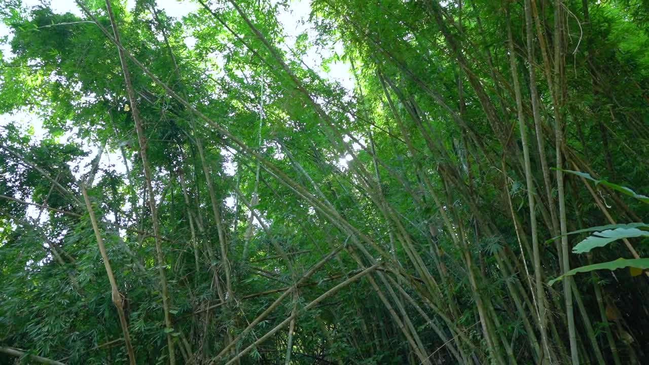 Incredible Bamboo forest near Chiang Rai, Thailand