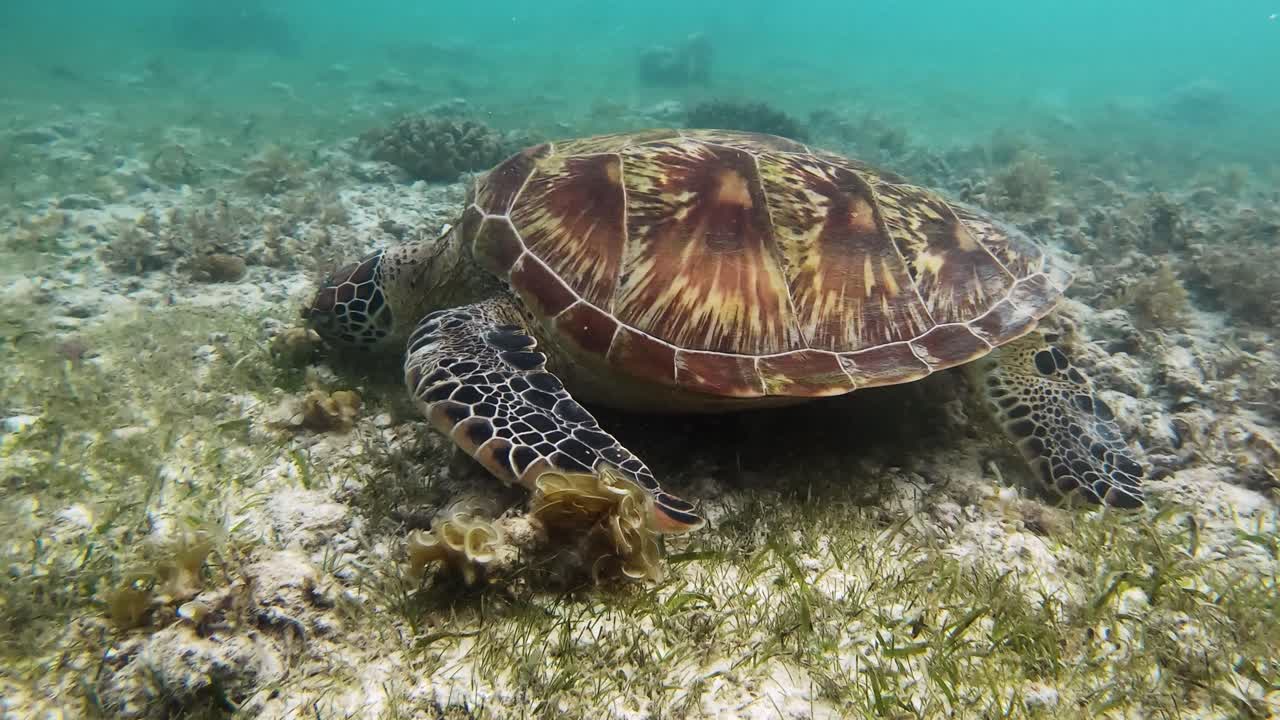 필리핀의 바다 밑바닥에서 먹이를 먹고 있는 배고픈 아름다운 성인 바다거북 - 가까이