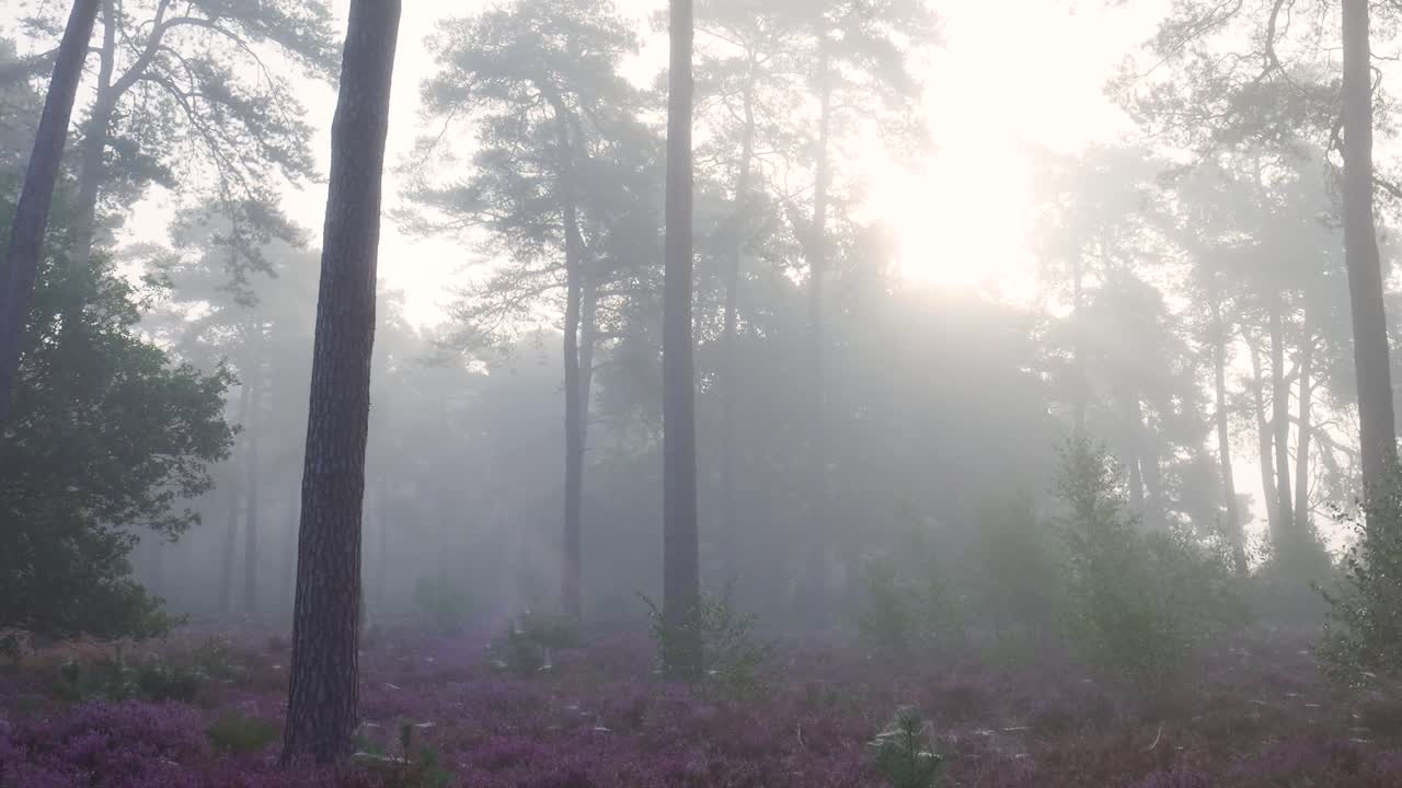Foggy Forest with Purple Flowers