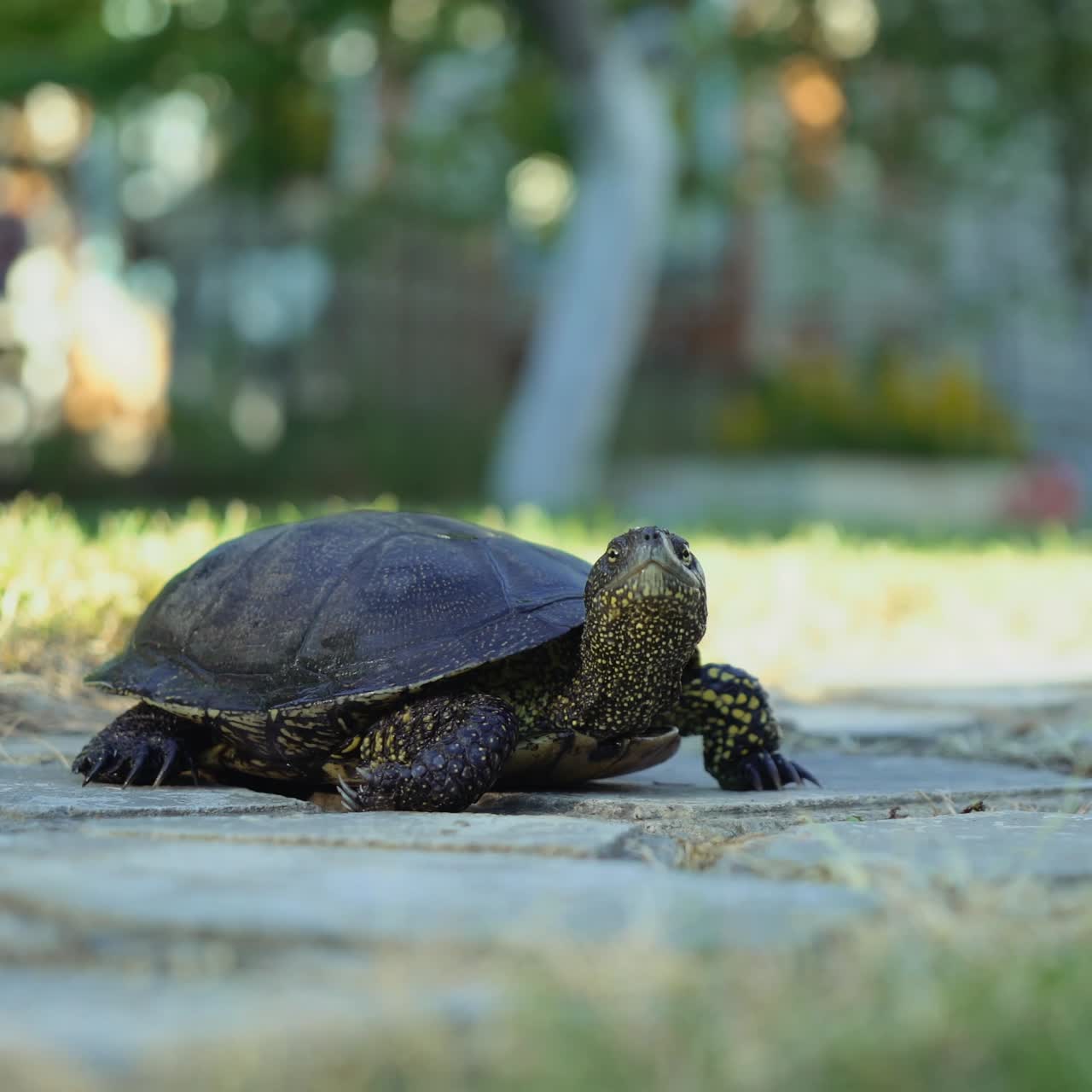 Turtle walking on the way.