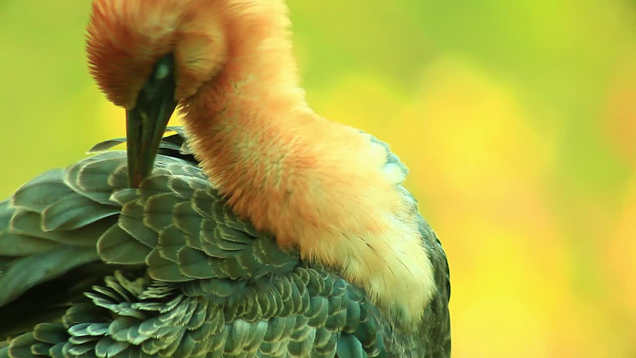 Close Up of a Buff-Necked Ibis Preening Its Feathers