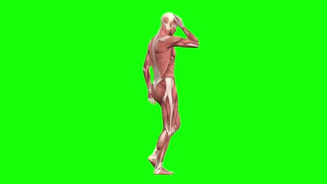 La-Anatomía-De-Los-Músculos-Masculinos-3d-Posan-En-La-Animación-3d-De-Bucle-Sin-Interrupción-De-Pantalla-Verde,-Girando-360