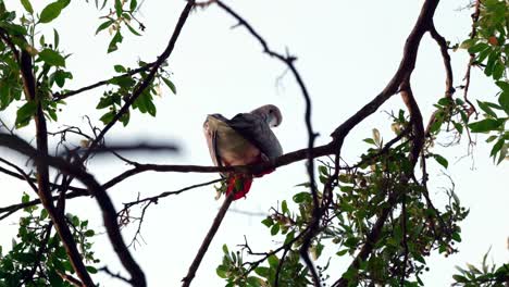 an underneath view of a red-footed booby sitting on the branch of a tree on little cayman in the cayman islands