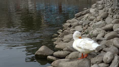 A-white-duck-preening-its-feathers-on-the-shore-of-a-lake-with-some-fish-swimming-in-the-water