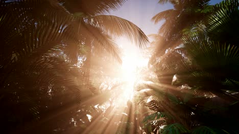 Sunset-Beams-through-Palm-Trees