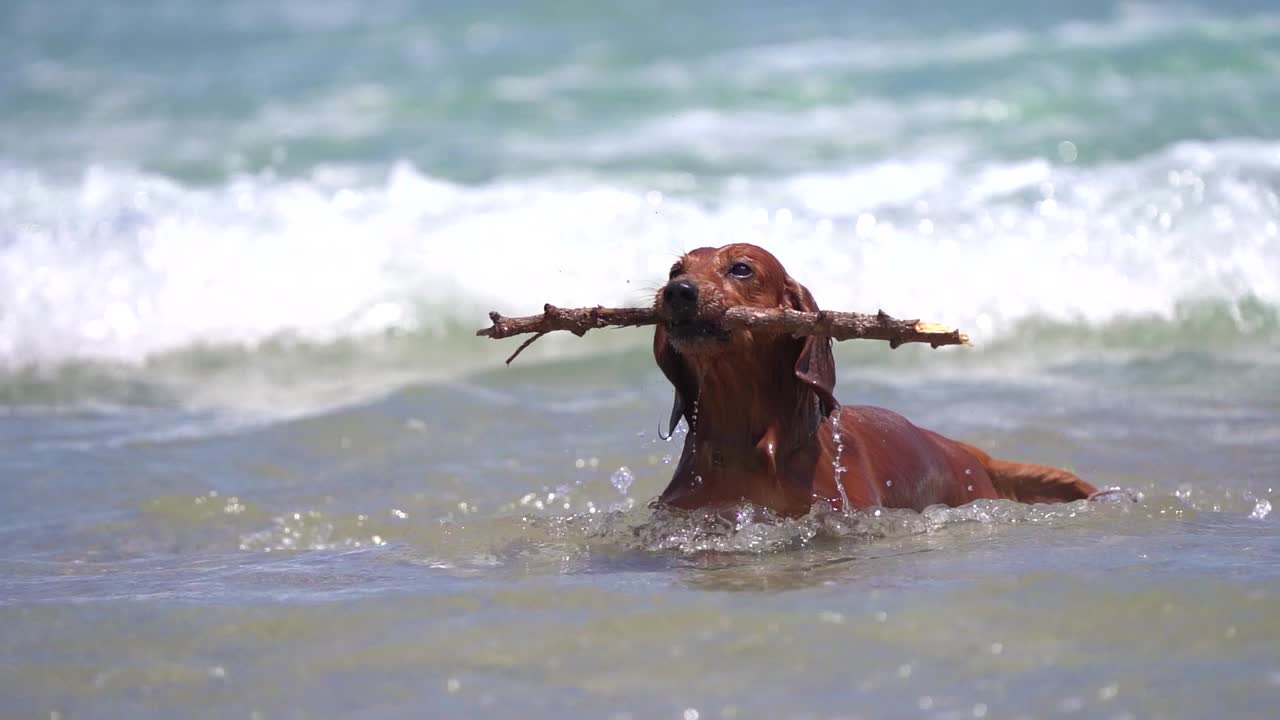 perro dachshund persigue palo en la playa jugando en la orilla del mar corriendo sobre el agua durante el verano