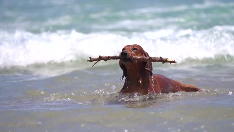 Dackelhund-Jagt-Stock-Am-Strand-Und-Spielt-An-Der-Küste,-Während-Er-Im-Sommer-über-Wasser-Läuft