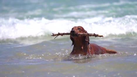 perro dachshund persigue palo en la playa jugando en la orilla del mar corriendo sobre el agua durante el verano