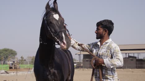 a slow-motion of south asian man is taking care of a majestic black horse in a fenced rural area on a sunny day