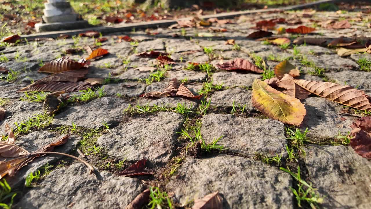 Fallen Autumn Leaves and Green Grass on a Cobblestone Path