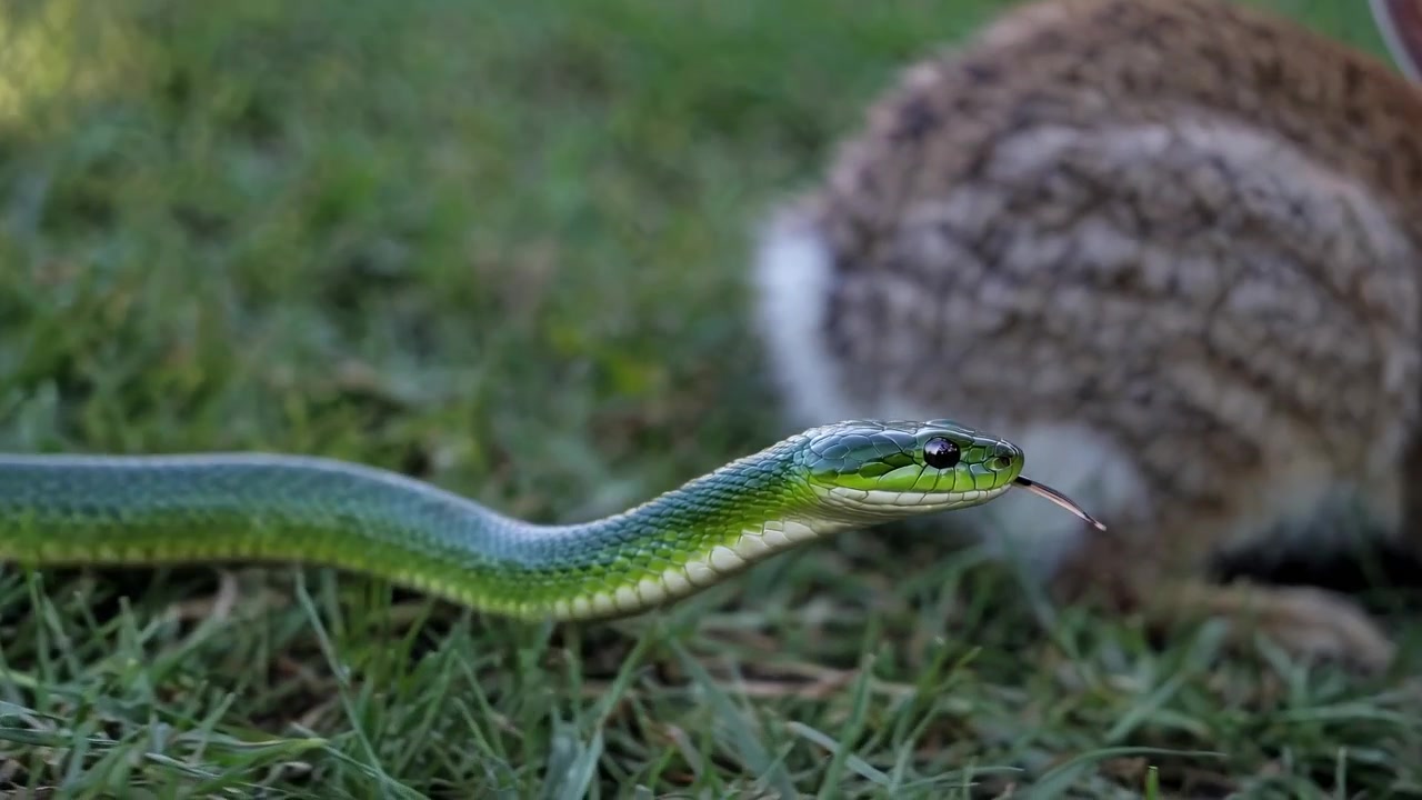 Serpente Verde che Striscia nell'Erba Vicino a un Coniglio