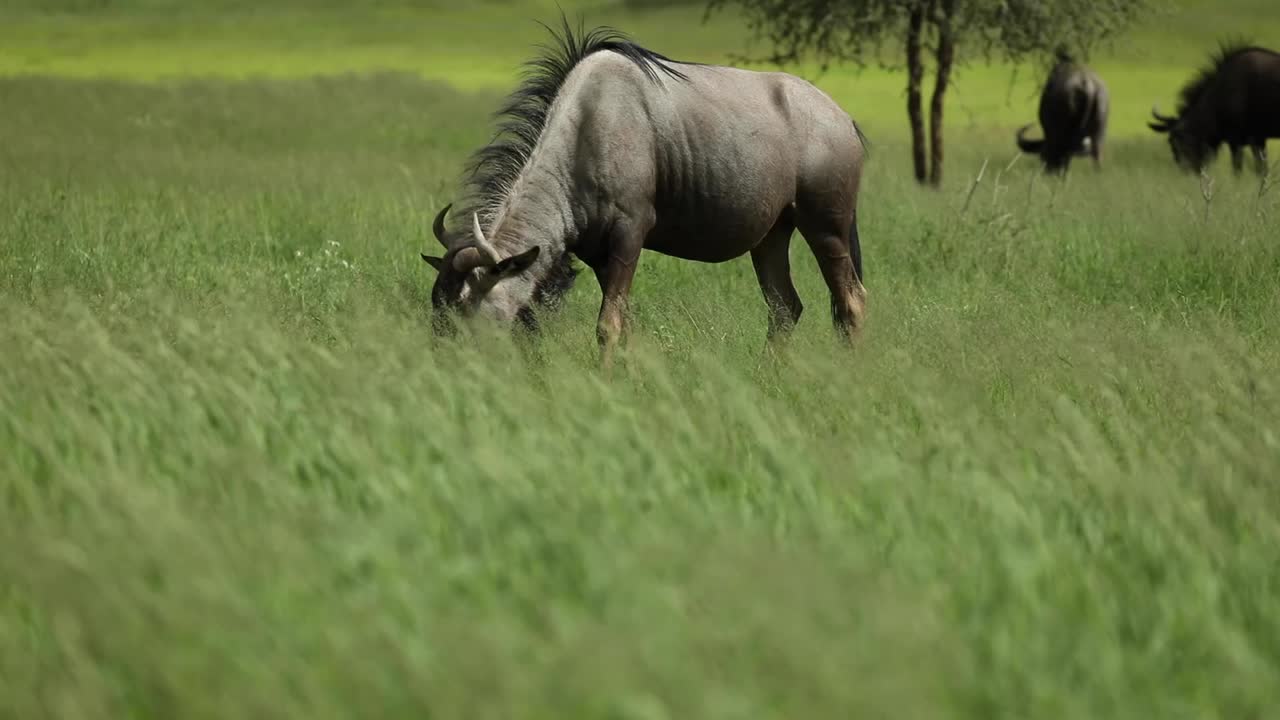 Rack focus from the green grass in the foreground to the feeding Blue Wildebeest, Kgalagadi Transfrontier Park