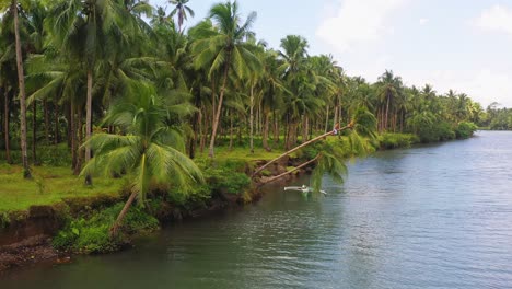 person climbing on leaning trunk of coconut tree over serene river near saint bernard, southern leyte