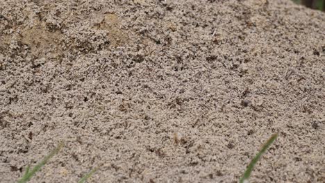 background show of ants working on a mound with holes