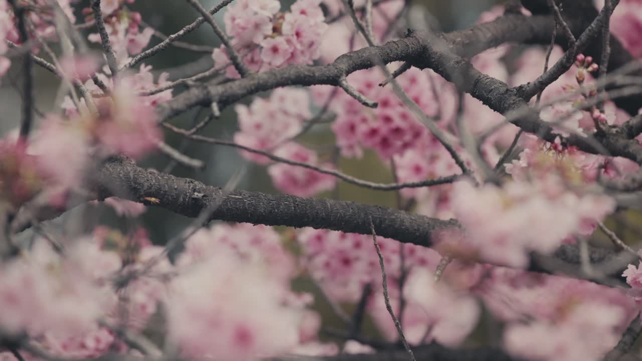 Splendidi fiori di sakura rosa in fiore durante la primavera a Tokyo, Giappone.
