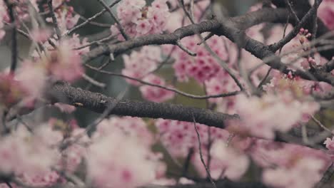 lovely pink sakura flowers in bloom during spring in tokyo, japan