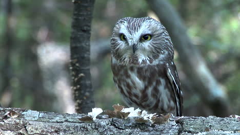 Búho-De-Sierra-Sentado-En-El-Bosque-De-Troncos