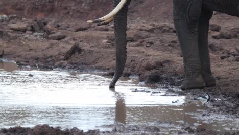 african elephant trunk sucking up water in a pond