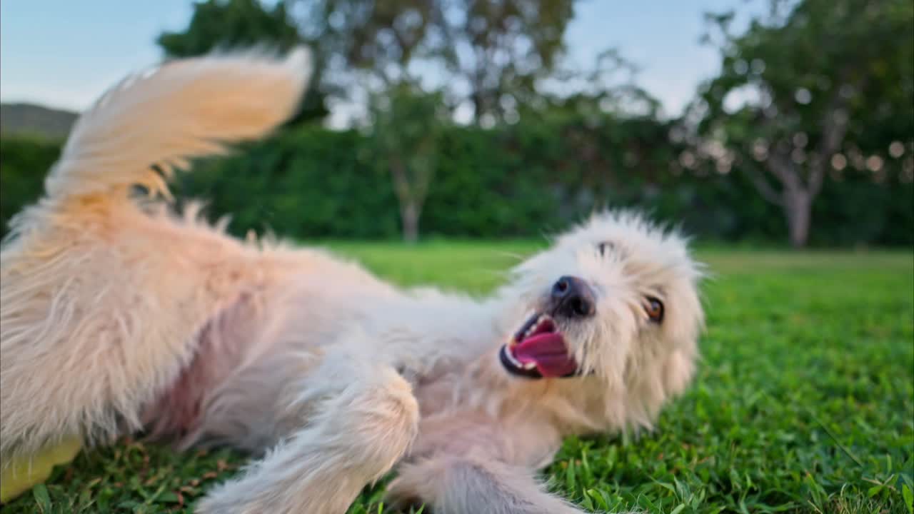 Un cane bianco giocherellone rotola sull'erba e guarda verso la fotocamera con un'espressione gioiosa. Movimento al rallentatore