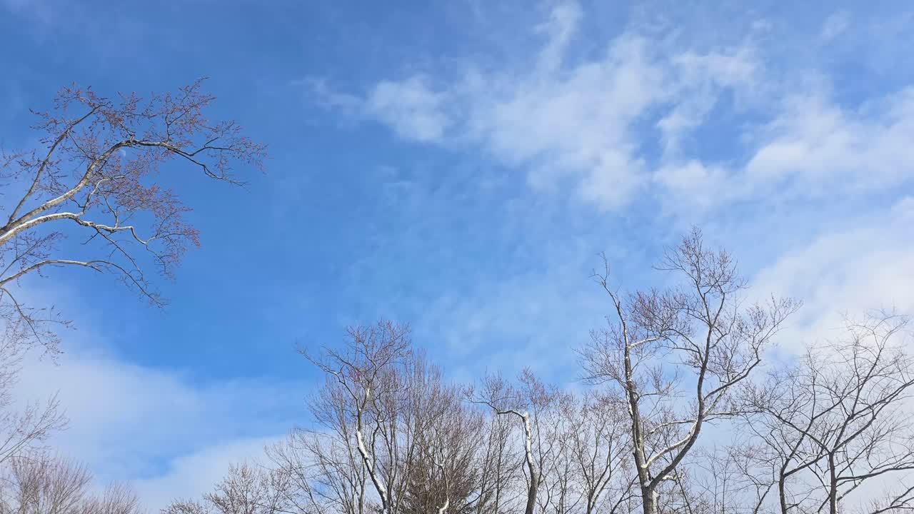 Snow-Dusted Bare Trees Against a Blue Winter Sky with a Trampoline