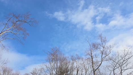 snow-dusted bare trees against a blue winter sky with a trampoline
