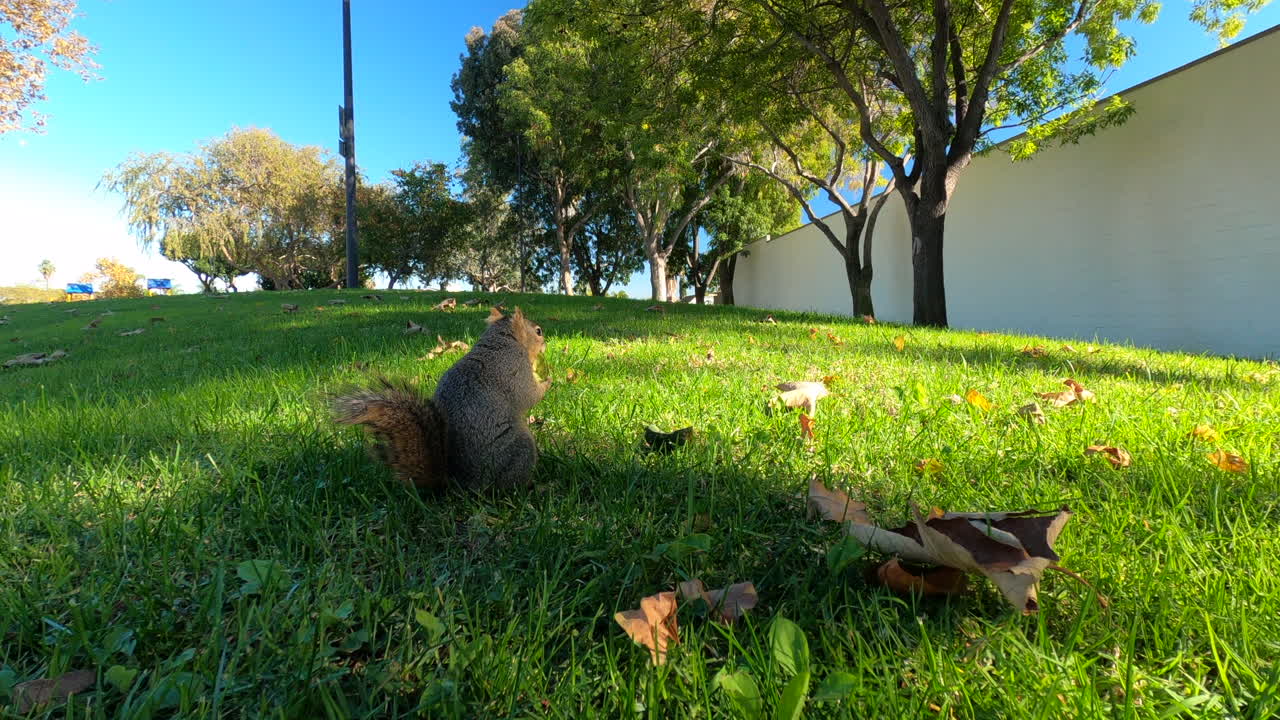 una adorable ardilla peluda en la exuberante hierba verde acercándose a una pieza de fruta caída y luego huyendo - toma amplia