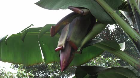 Healthy-Banana-Flower-Growing-Close-Up