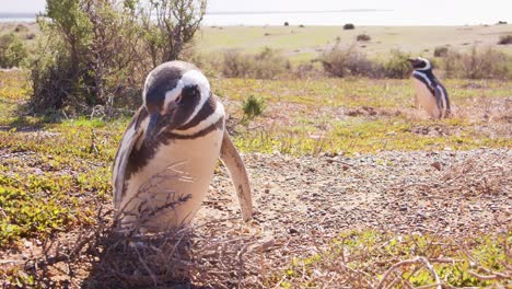 ground level tracking shot of a magellanic penguin entering its nesting burrow close to the beach in the colony