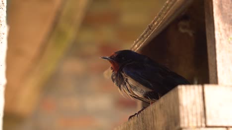 injured and helpless swallow bird stand in outdoor wooden birdhouse, latvia