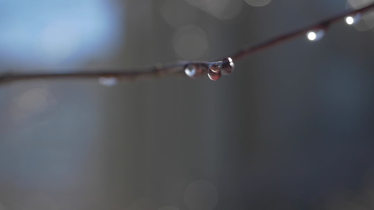 gotas de rocío congeladas en una rama