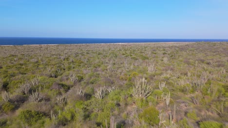 Aerial view of the rugged north coast of Curacao with the rocky shoreline meeting the deep blue ocean, drone soars above abandoned old building covered in cacti